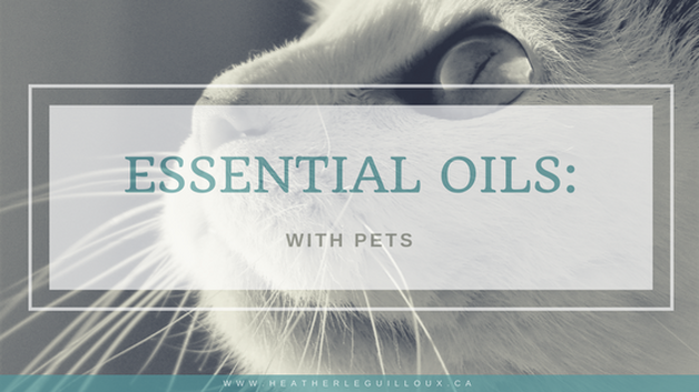 This post will be dedicated to considering the benefits and safety considerations when using essential oils with or around pets and animals including dogs and cats.  #essentialoils #dogs #cats