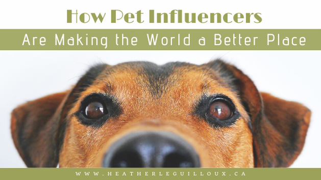 Pets can be goofy and downright adorable, but what about humanitarian? It's astonishing to learn just how many pets and animals have built up a substantial social media following (with their human counterparts help) - we're talking millions of followers. Rather than letting all of their proceeds go to treats and toys, these pet influencers have gone out of their way to give back. Learn how pet influencers are making the world a better place! #pet #influencer #socialmedia #youtube #stars